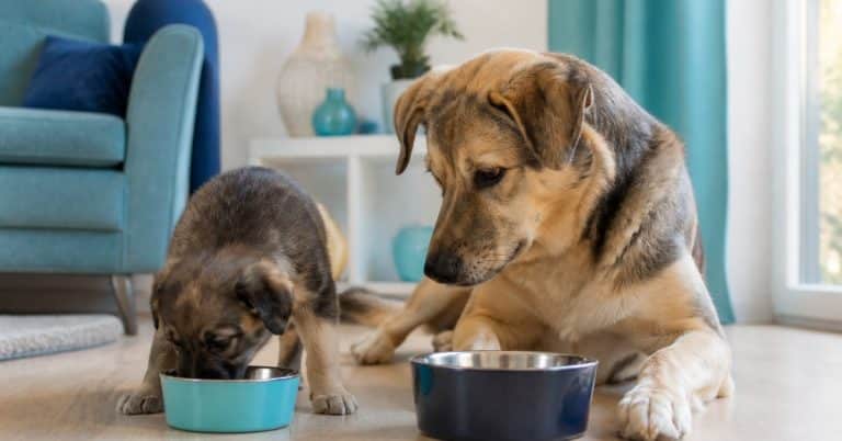 Un chiot et un chien adulte devant leurs gamelles respectives